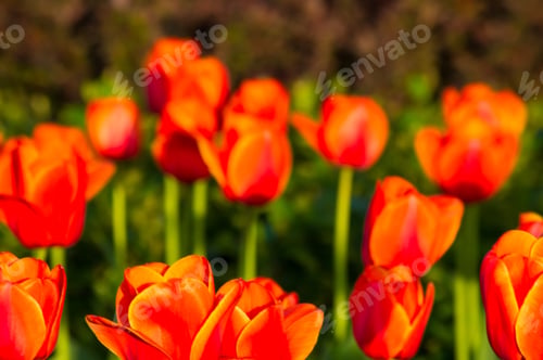 Preview: Colorful Tulips In Early Spring In The Garden