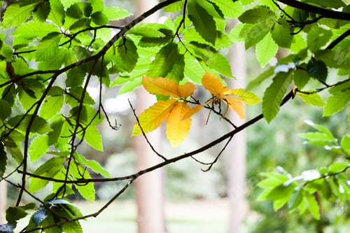 Preview: Castanea Sativa (Sweet Chestnut)