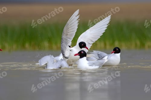 Preview: White Gulls. Blue Green Nature Background. Bird: Mediterranean Gull. Ichthyaetus Melanocephalus.