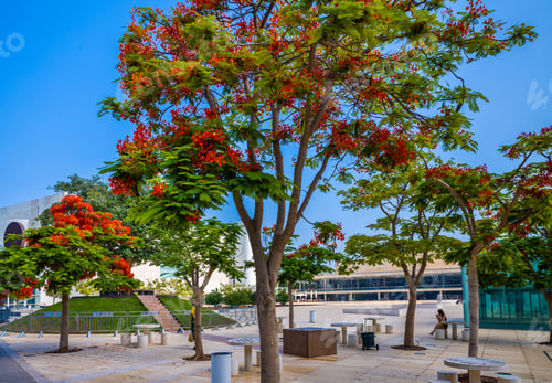 Preview: Red Flower Trees At Tel Aviv Square.