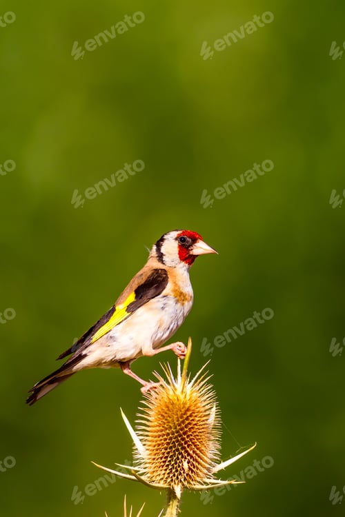 Preview: European Goldfinch. Cute Colorful Bird. Green Nature Background.
