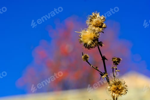 Preview: Closeup Of Dried Brown Seed Heads Of Lesser Burdock Or Arctium Minus Plants Against A Blue Sky On A