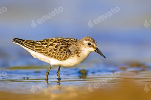 Preview: Cute Little Shore Bird. Yellow Blue Nature, Background. Bird: Little Stint.
