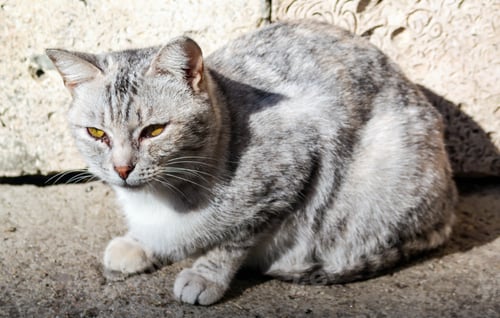 Preview: On The Street Sits An Ash-Colored Cat.