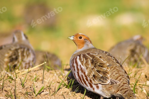 Preview: Partridges. Colorful Nature Background. Bird: Grey Partridge. Perdix Perdix.