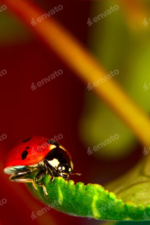 Preview: Cute Lady Bird. Natural Red Background. Ladybug.