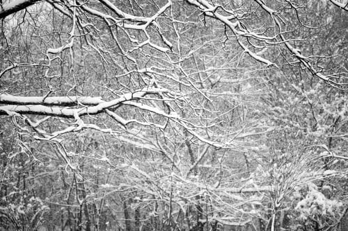 Preview: Snowing Landscape In The Park