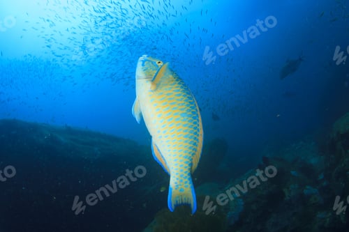 Preview: Parrotfish