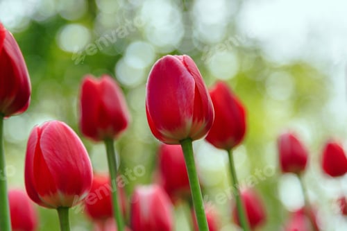 Preview: Tulips Are Red In The Garden. Bulbous Plants In The Garden.