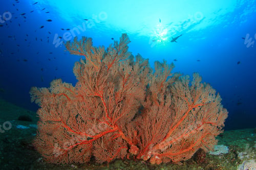 Preview: Gorgonian Fan Coral
