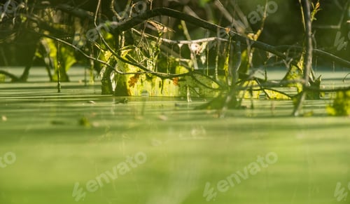 Preview: Slimy Branches In Green Colored Water Of Swamp.
