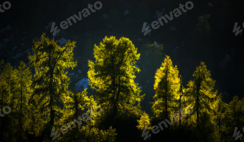 Preview: Sunset Light In The Larches Forest