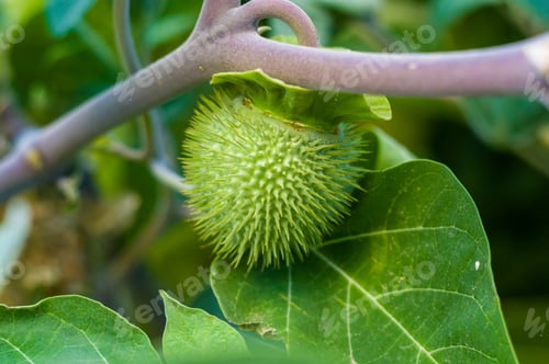 Preview: Devil'S Trumpet, Datura Metel, In The Garden, Close Up.
