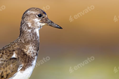 Preview: Water Bird. Colorful Nature Background. Bird: Ruddy Turnstone.