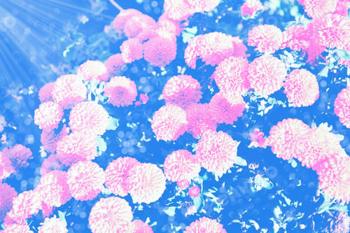 Preview: Selective Focus. Colorful Chrysanthemum Flowers On A Background Of The Autumn Landscape. Meadow