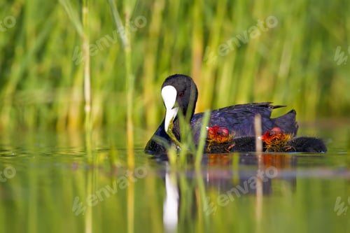 Preview: Cute Bird Family. Common Water Bird Coot. Green Nature Habitat Background. Bird: Eurasian Coot