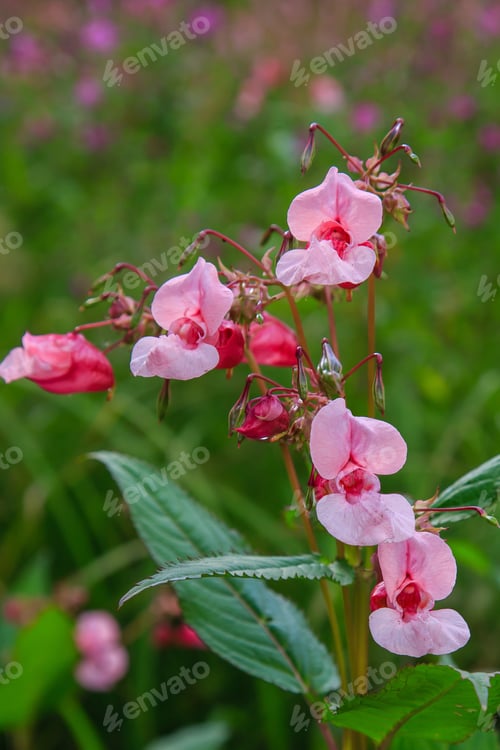Preview: Flowers Of Impatiens Glandulifera Flowers In Natural Background