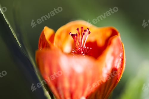 Preview: Orange Abutilon