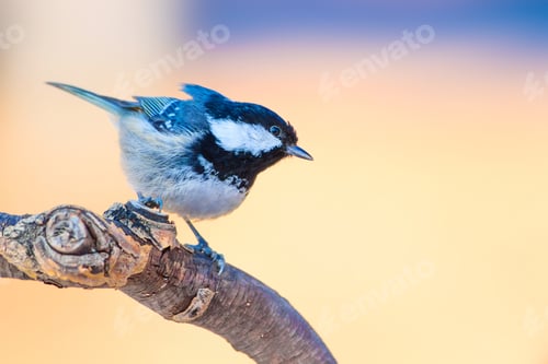 Preview: Cute Little Bird. Clean Yellow Blue Nature Background.