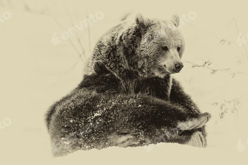 Preview: Brown Bears (Ursus Arctos) In Lake Clark National Park, Alaska, Usa, Vintage Filter