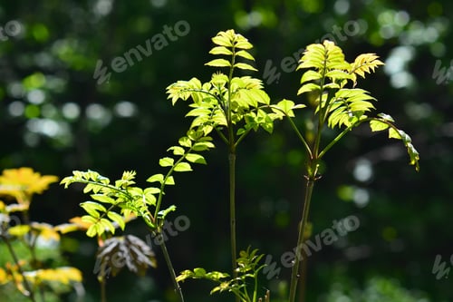 Preview: Young Tree Leaves Under Bright Sunlight