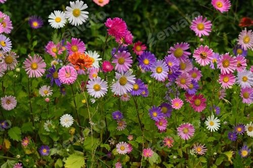 Preview: Vibrant Asters Blooming In The Garden