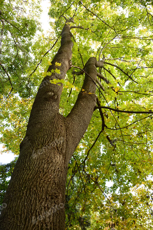 Preview: Maple Tree From Below