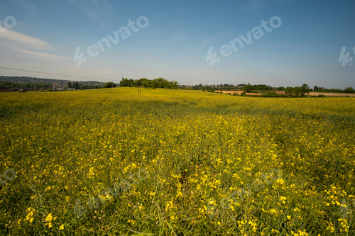 Preview: Yellow Rapeseed Field Image