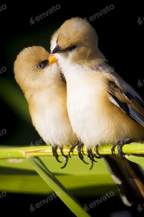Preview: Romantic Birds. Black Nature Background. Bearded Reedling / Panurus Biarmicus