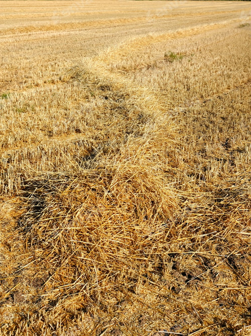 Preview: Line Of Straw In A Stubblecrop Field During The Uk Summer Heatwave 2018