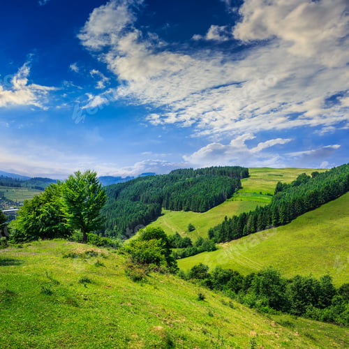 Preview: Mountain Summer Landscape. Pine Trees Near Meadow And Forest On Hillside Under Sky With Clouds