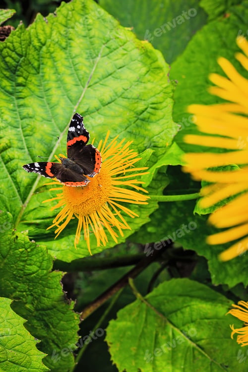 Preview: Beautiful Butterflies On The Flowers Of Inula High (Inula Helenium L. )