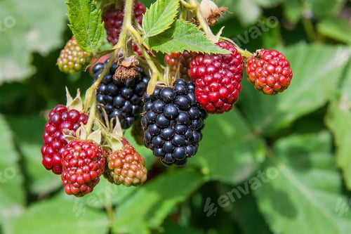 Preview: Red And Black Wild Blackberries Bushes And Branches On Green Leaves Background In The Garden During