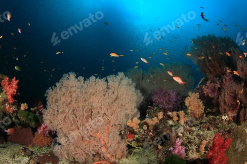 Preview: Underwater Coral Reef And Fish In Ocean