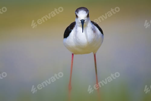 Preview: Cute Bird And Nature. Black Winged Stilt Himantopus Himantopus