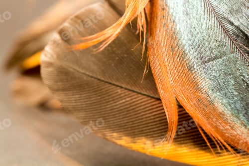 Preview: Colorful Rooster Feather With Details And Reflexions