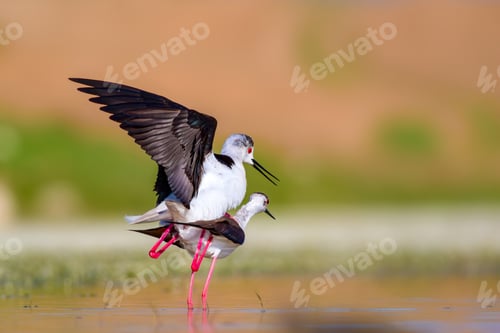 Preview: Cute Bird'S Mating. Common Water Birds. Bird; Black Winged Stilt. Himantopus Himantopus. Colorful