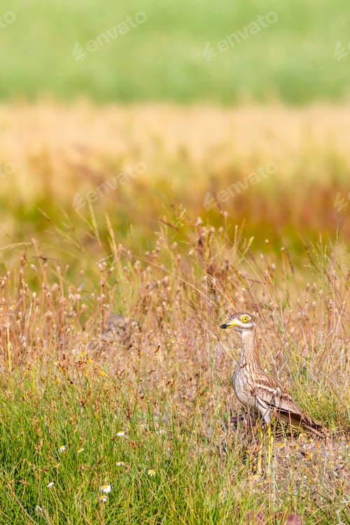 Preview: Nature And Bird. Yellow Green Nature Background. Bird: Eurasian Stone Curlew. Burhinus Oedicnemus.