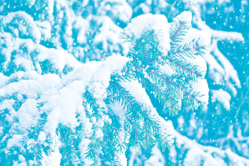 Preview: Frozen Winter Forest With Snow Covered Trees. Coniferous Branch.