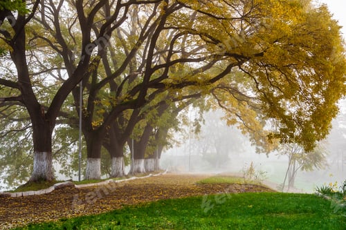 Preview: Autumn Alley With Trees In The Fog
