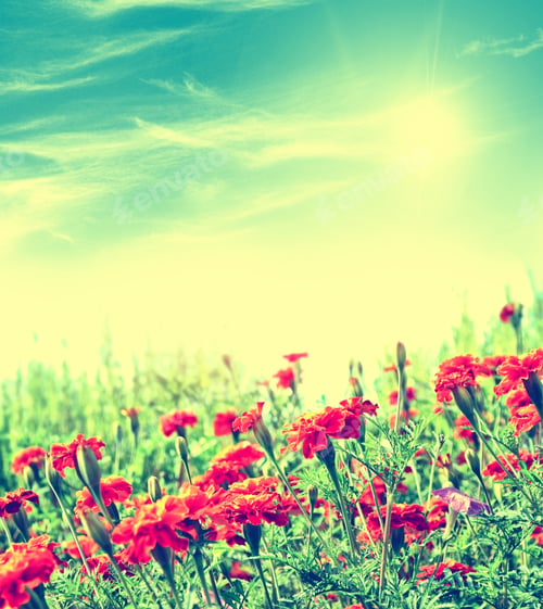 Preview: Colorful Bright Flowers Marigold Against The Background Of The Summer Landscape.