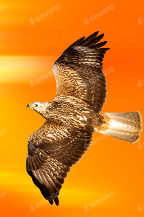 Preview: Flying Bird. Bird Of Prey. Sunset Sky Nature Background.