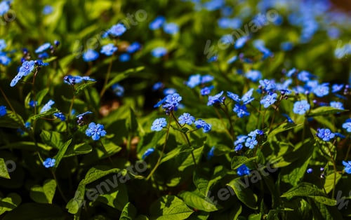 Preview: Navelwort Or Omphalodes Linifolia Blue Flowers In Spring Garden. Opmhalodes Vesna Moench Variety