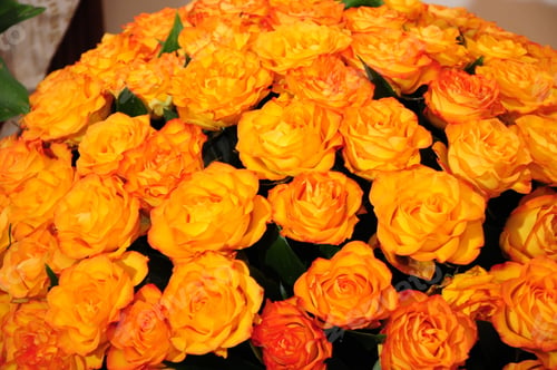 Preview: Bouquet Of Orange Roses