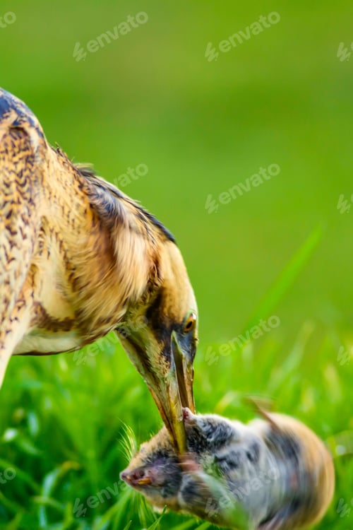 Preview: Wild Bird. Green Nature Background.