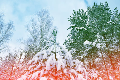 Preview: Frozen Winter Forest With Snow Covered Trees.