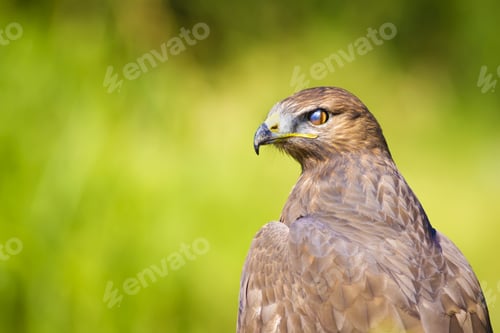 Preview: Hawk Portrait. Green Nature Background Long Legged Buzzard / Buteo Rufinus