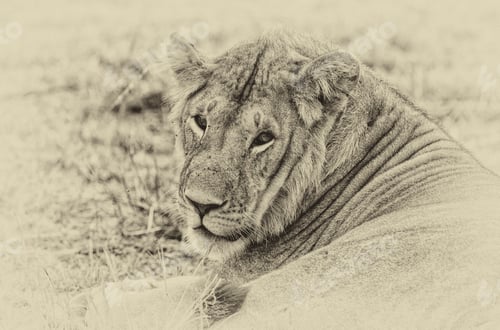 Preview: Vanishing Africa: Vintage Style Image Of An African Lion In The Maasai Mara National Park, Keny