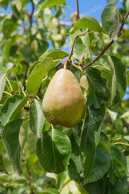 Preview: Ripe Pears On Tree Branch. Organic Pears In The Garden. Close Up View Of Pears Grow On Pear Tree