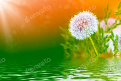 Preview: Fluffy Dandelion Flower Against The Background Of The Summer Landscape. Wildflower